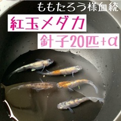 針子20匹+α【紅玉メダカ】白・黒・朱　体外光　三色　ラメ　ブラ...