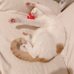 膝抱っこ大好きな甘えん坊くん