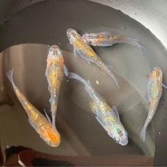 4.5枚目に写真追加！針子〜稚魚20匹+α【草餅メダカ】有名メダカブリーダー！長丸メダカ様血統！　ブランドメダカ　ラメ　赤　青　黒　体外光　三色の画像