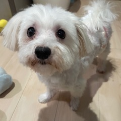 マルチーズ🐶のさっちゃん