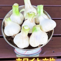 ②新鮮🧄青森のニンニク・ホワイト六片（期間限定：生ニンニク）大小...