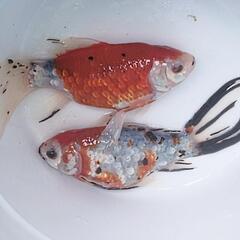 銀鱗朱文金【2匹】