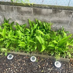 ミョウガ