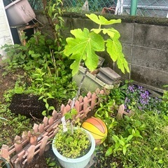 いちじくの木