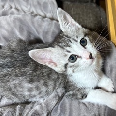 1.5ヶ月甘えん坊の女の子☺️