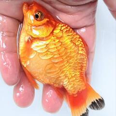 ドラゴンスケール玉サバ【二歳魚】の画像