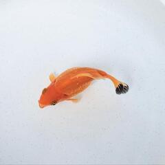 ドラゴンスケール玉サバ【二歳魚】の画像