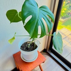 ☆値下げ☆観葉植物(モンステラ)の画像