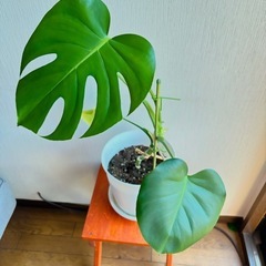 ☆値下げ☆観葉植物(モンステラ)の画像
