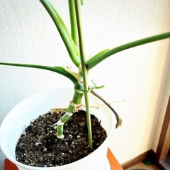 ☆値下げ☆観葉植物(モンステラ)の画像