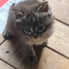 保護猫の子猫3匹生まれました
