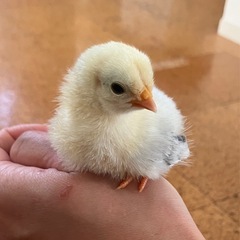 チャボのひよこ3羽