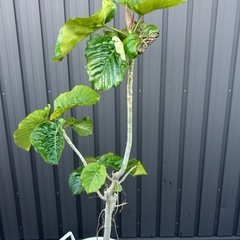 観葉植物　ウンベラータ
