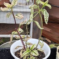 ①ヘリオプシス　ローレンサンシャイン　宿根草　苗
