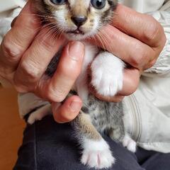子猫の飼い主さん募集 - 里親募集