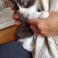 子猫の飼い主さん募集 - 熊本市