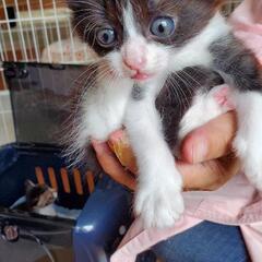 子猫の飼い主さん募集 - 猫