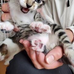 子猫の飼い主さん募集 − 熊本県