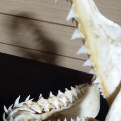 【希少】サメの歯、骨格の画像