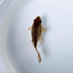 ドラゴンスケール玉サバ【二歳魚】の画像