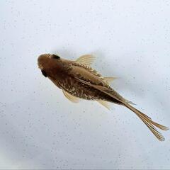 ドラゴンスケール玉サバ【二歳魚】の画像
