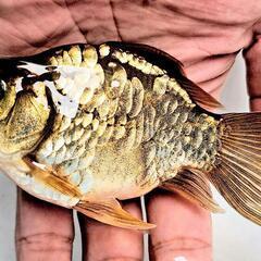 ドラゴンスケール玉サバ【二歳魚】の画像
