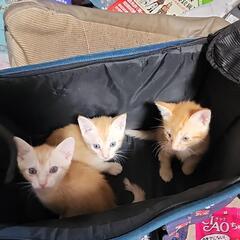 ブルーアイの子猫