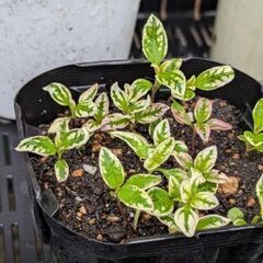 ②ヘリオプシス　ローレンサンシャイン　宿根草　苗