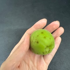 今日（5日）収穫できます。無農薬青梅1.5キロの画像