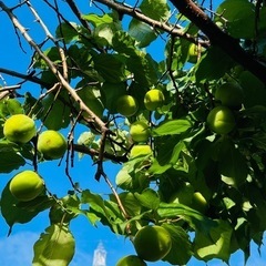 今日（5日）収穫できます。無農薬青梅1.5キロの画像