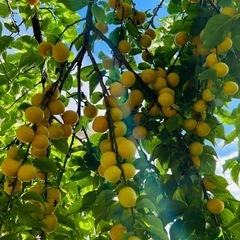 今年の小さい南高梅はもう終わっちゃって、今あるのは大きめの青梅だけです。 無農薬完熟南高梅2k gの画像