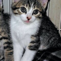 好奇心いっぱい！サバシロのやんちゃ坊主！