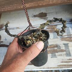 セロペギア　ボッセリ　1鉢(2本入)⭕竜の様な不思議な植物カッコいい！