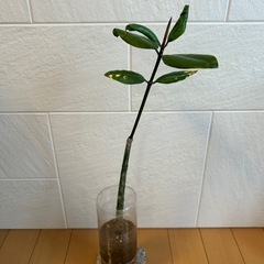 宮古島のマングローブ