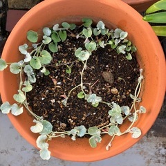 植物🪴の画像