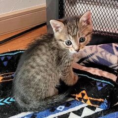 生後１カ月まりもちゃん里親募集