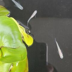 元気なメダカ②の画像