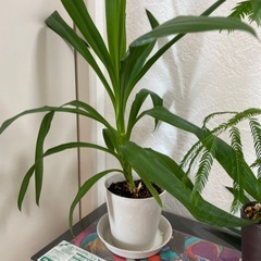 観葉植物