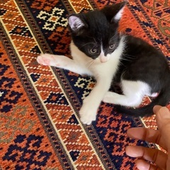 保護猫