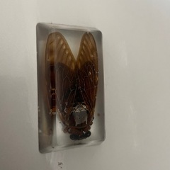 アブラゼミ　標本
