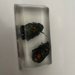 コガネムシ　標本