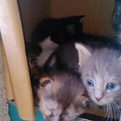 里親募集休止。親ねこが子ねこを移動の為