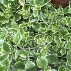 多肉植物・斑入りベビーサンローズ⭐︎カット苗⭐︎