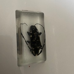 カミキリムシ　標本