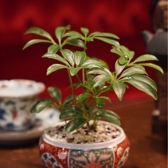 観葉植物　シェフレラ　高さ19cm　おしゃれな鉢と受け皿付き 