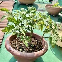 🍅トマトの苗🌱の画像