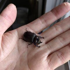 バラタス•サスマタ•サイカブト ♂1×♀2