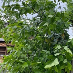本日引き取り限定！ローリエ枝ごと差し上げますの画像