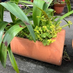 素焼き　植木鉢　の画像