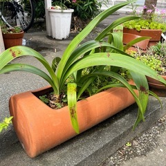 素焼き　植木鉢　